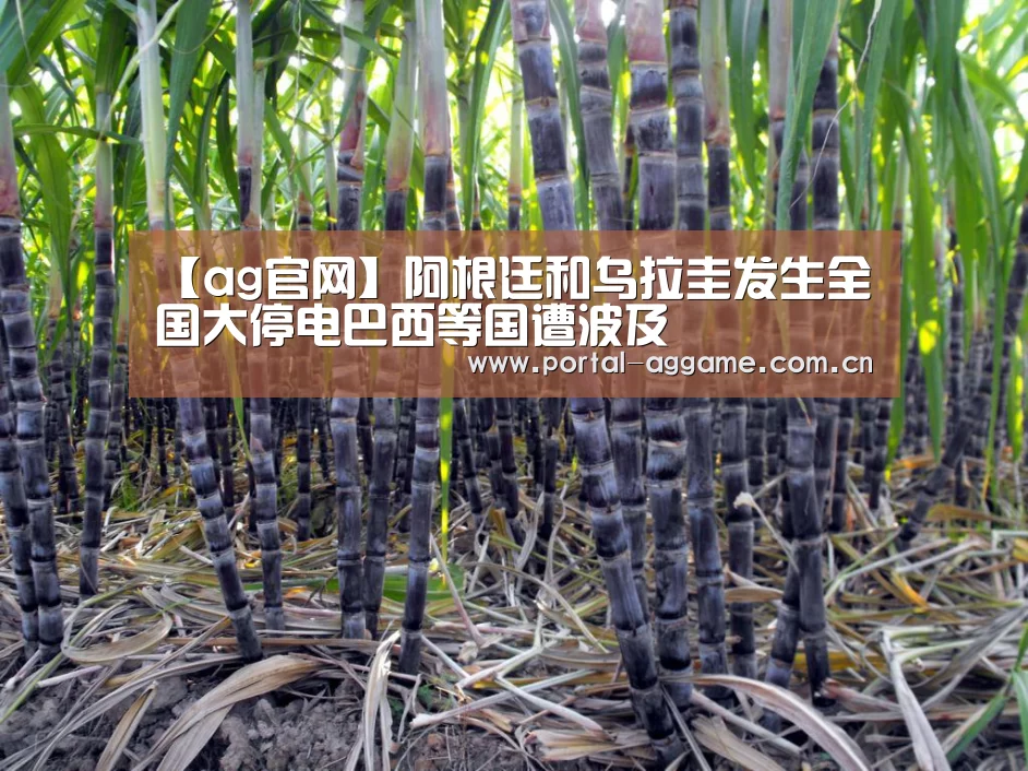 【ag官网】阿根廷和乌拉圭发生全国大停电巴西等国遭波及(图3) ag官网